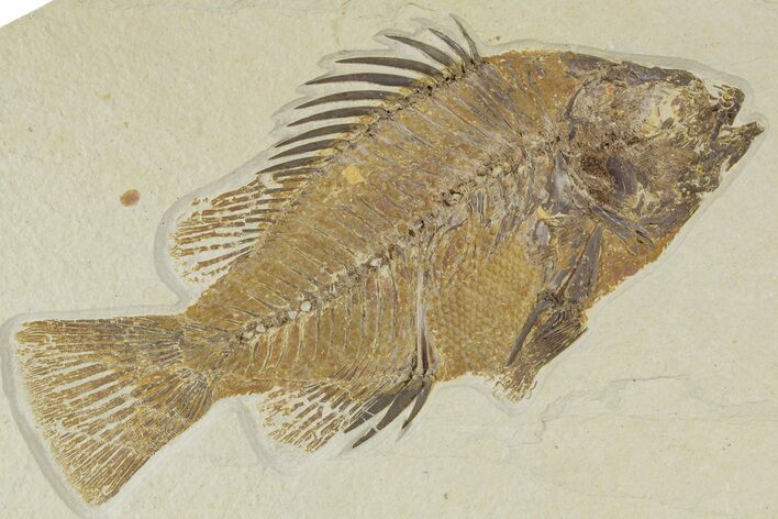 Detailed Fossil Fish (Priscacara) - Wyoming #356737
